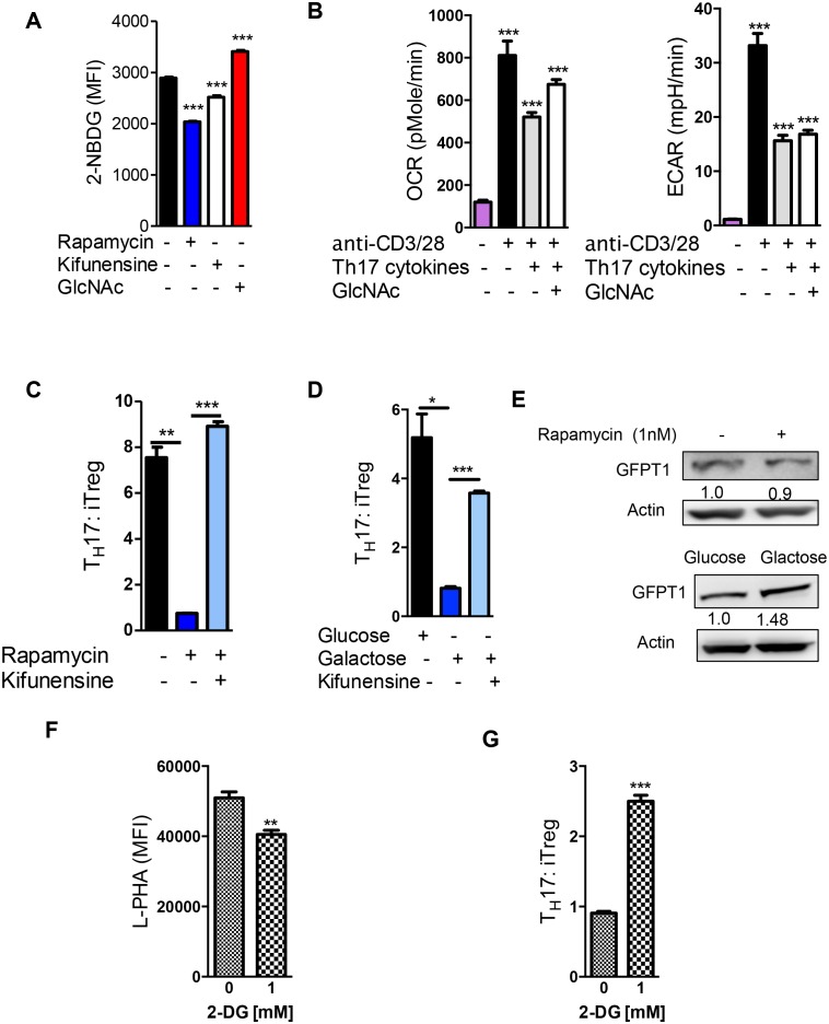 Figure 3—figure supplement 1.